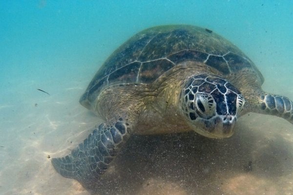 Koggala Turtle Farm