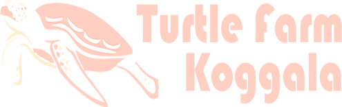 Koggala Sea Turtle Farm